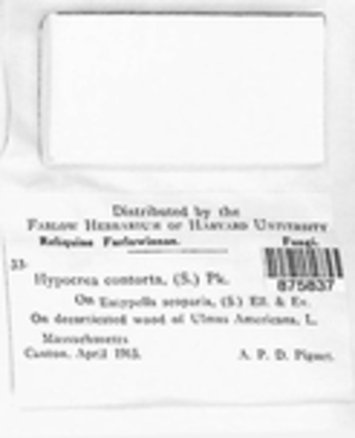 Trichoderma citrinoviride image
